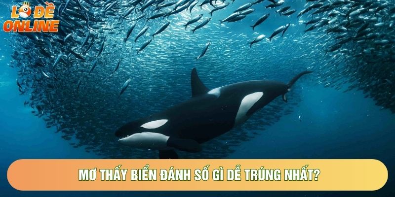 Mơ thấy biển đánh số gì dễ trúng nhất?